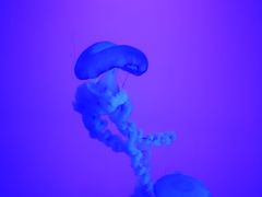 -瑞普利水族馆