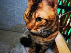 -李小姐の猫咖啡馆(五角场店)