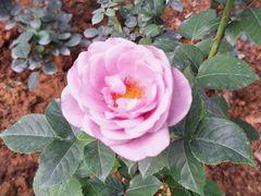 -人民公园(罗湖区)