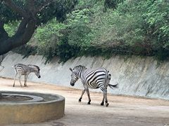-泉州海丝野生动物世界