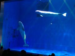 -芜湖新华联大白鲸海洋公园
