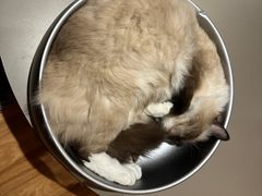 -MOCHA明星猫咖(田子坊店)