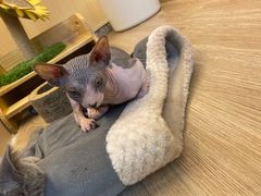 -momokira米努特·德文卷毛猫·棉花面纱犬