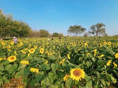 -汉长安城未央宫国家考古遗址公园