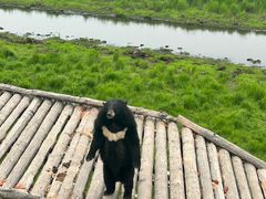 -黑瞎子岛探秘野熊园