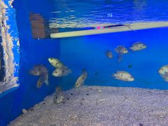 -顺德南宏海立方海洋公园