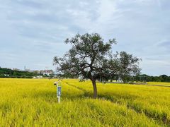 -风云岭森林公园