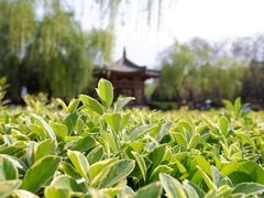 -西安青龙寺遗址景区