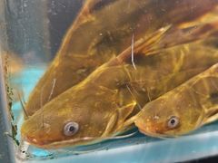 -苏格里岛自助海鲜烤肉火锅(集美万达店)