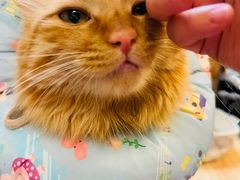 -康爱犬猫诊所·牙专科·骨外科·影像内科(丰宁店)