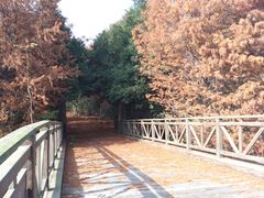 -上海海湾国家森林公园