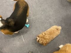 -有喵·猫咖·狗咖·30几只猫10只小狗(岗厦店)