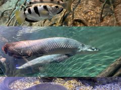 -上海海洋水族馆