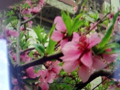 -清真宏玉祥黄门脸餐厅(华荫东里店)