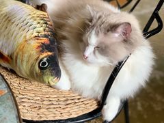 -猫猫幼稚园·撸猫·桌游·电玩