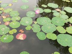 -武清南湖绿博园