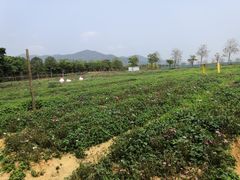 -天适樱花悠乐园