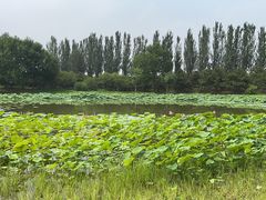 -东郊湿地公园