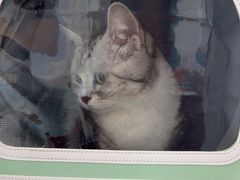 -纳吉亚猫专科动物诊疗中心(蒋宅口分院)