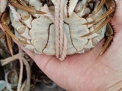 阳澄湖大闸蟹公-阳澄湖大闸蟹·琼灵阁牌品牌连锁(吴中总店)
