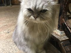 -more than meow吴止猫主题餐厅(承德 中船汇店)