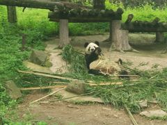 -都江堰中华大熊猫苑