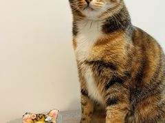 -艾贝尔宠物医院·24H转诊中心·肿瘤猫专科(江宁双龙店)
