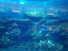 -迪拜水族馆及水下动物园