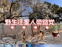 -北京鹫峰国家森林公园