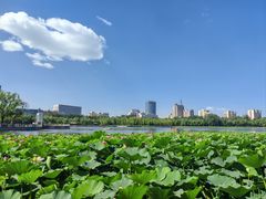 -莲花池公园