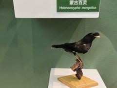 -国家自然博物馆