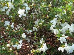 -广东花都湖国家湿地公园