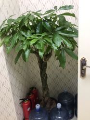 -碧莲盛·不剃发植发