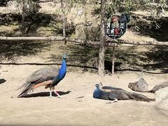 -哈尔滨北方森林动物园