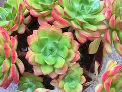 -龙大花卉苗木市场