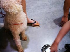 -严国平动物医院(德政总院)