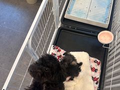 -有喵·猫咖·狗咖·40+猫狗有小奶狗(岗厦店)