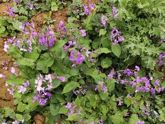 -绵阳盛世樱花悠乐谷