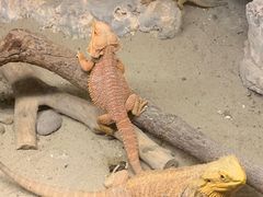-上海大自然野生昆虫馆