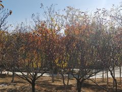 -永定河休闲森林公园