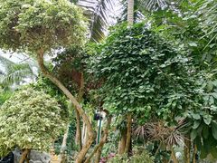 -南山植物园