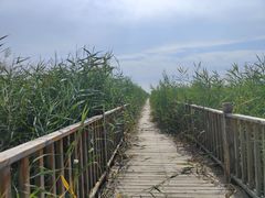 -哈素海