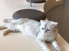 -飞行喵MR PILOT|猫舍·猫咖(静安大融城店)
