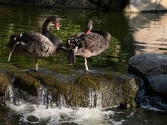 -罗红摄影艺术馆