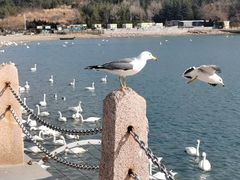 -烟墩角天鹅湖