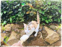 -普陀山风景区-佛顶山