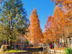 -白水寺森林公园