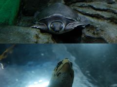 -上海海洋水族馆