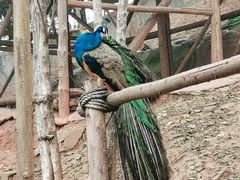 -乐和乐都动物主题乐园