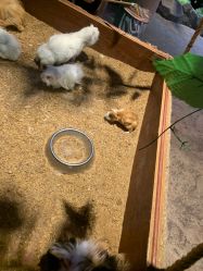 -酷嗒动物文化乐园(cutezoo西溪乐天城店)